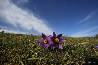 Küchenschellen, Pulsatilla vulgaris, auch Kuhschellen genannt,  auf dem Bürvenicher Berg 