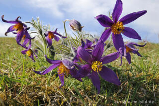 Küchenschellen, Pulsatilla vulgaris, auch Kuhschellen genannt,  auf dem Bürvenicher Berg 