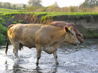 Kühe baden in der Geul südlich von Epen