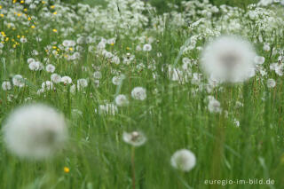 Löwenzahn, Pusteblume, auf einer Wiese bei Wahlheim