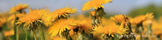 Löwenzahn, Taraxacum officinale