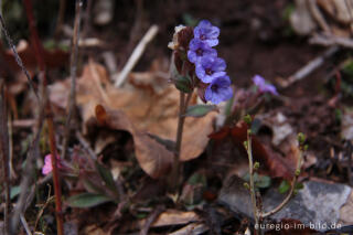 Lungenkraut, Pulmonaria