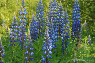 Lupinen, Lupinus angustifolius