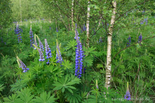 Lupinen, Lupinus angustifolius