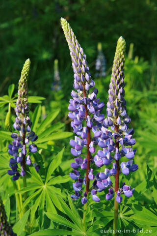 Lupinen, Lupinus angustifolius