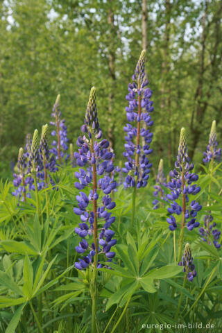 Lupinen, Lupinus angustifolius