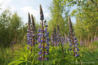 Lupinen, Lupinus angustifolius