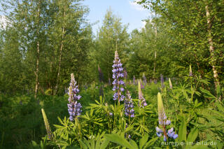 Lupinen, Lupinus angustifolius