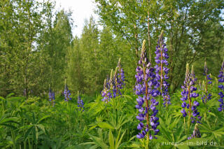 Lupinen, Lupinus angustifolius