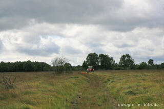 Mähmaschine im Kutenhart, Hohes Venn, B