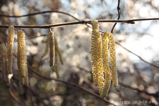 Männlicher Blütenstand der Hasel, Corylus