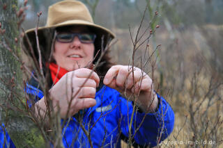 Marga Meijers bei der Gagelernte  im Naturpark De Meinweg