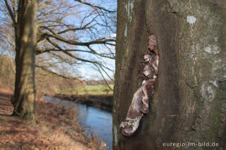 Maria mit Kind im Baum