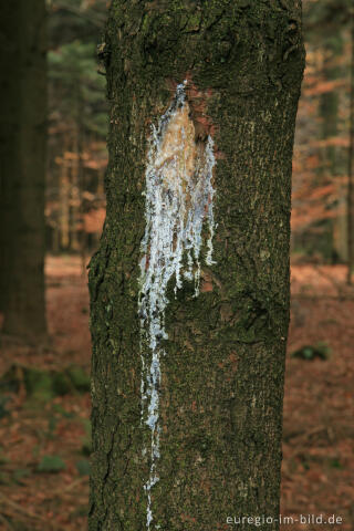 Markierung eines Rehbocks an einem Baumstamm