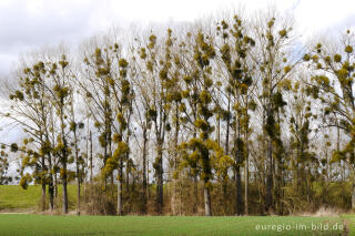 Misteln bei Elsloo, NL