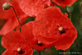 Mohn, Papaver rhoeas