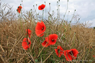 Mohn, Papaver rhoeas, in einem Rapsfeld