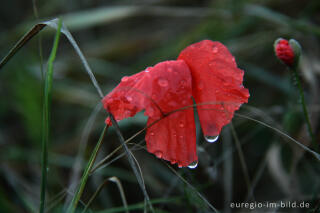 Mohnblume im Regen