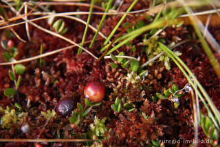 Moosbeere, Vaccinium oxycoccos