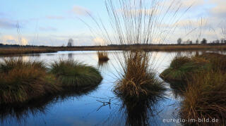 Morgenstimmung im Brackvenn, Hohes Venn