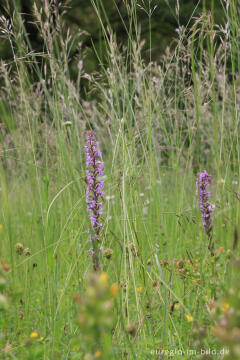 Mücken-Händelwurz (Gymnadenia conopsea) im Orchideen-Garten Gerendal