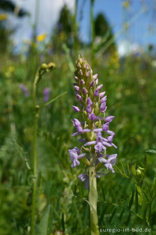 Mücken-Händelwurz, Gymnadenia conopsea