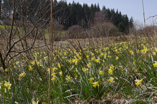 Narzissenblüte im Holzwarchetal