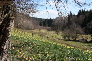 Narzissenblüte im Holzwarchetal