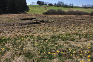 Narzissenblüte im Holzwarchetal