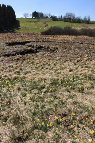 Narzissenblüte im Holzwarchetal