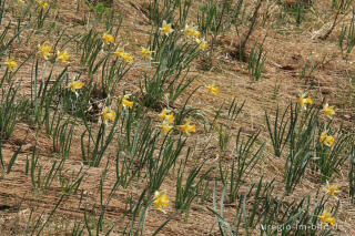 Narzissenblüte im Holzwarchetal