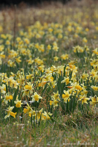 Narzissenblüte im Oleftal