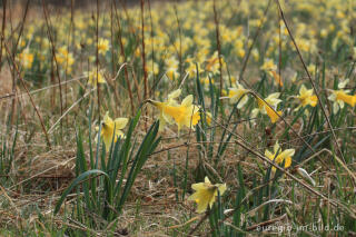 Narzissenblüte im Oleftal