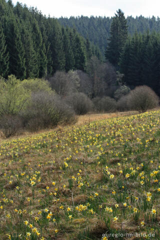 Narzissenblüte im Oleftal