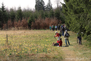 Narzissenblüte im Oleftal