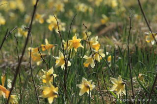 Narzissenblüte im Oleftal