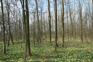 Narzissenwald bei Kelmis