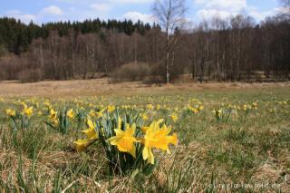  Narzissenwiese im Fuhrtsbachtal in der Eifel