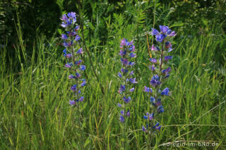 Natternkopf, Echium vulgare