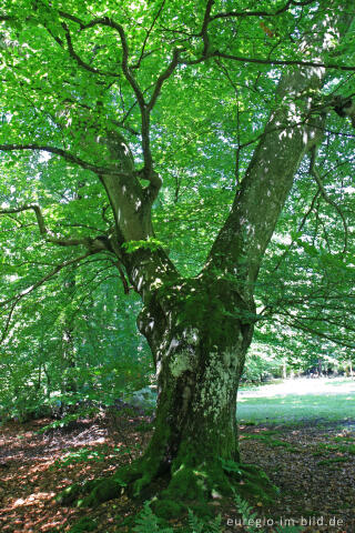 Naturdenkmal Rakkesch bei Roetgen