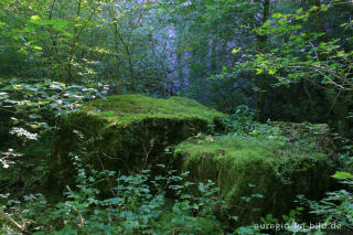 Naturschutzgebiet Schomet, Breinig