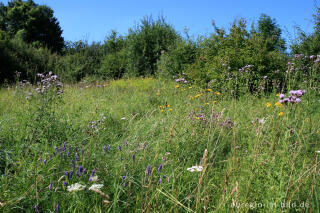 Naturschutzgebiet Schomet, Breinig