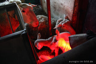 Neugeborene Lämmer unter Infrarot-Lampe, Schäferei "Bergerie des Aris"