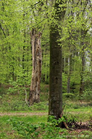 Niederburg, Tanzkyllplatz und Tanzkyllbuchen auf dem Ferschweiler Plateau