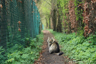 Norwegische Waldkatze auf der "Via Gulia"