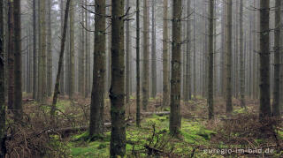 November im Lonlou-Venn (Fagne de Lonlou)