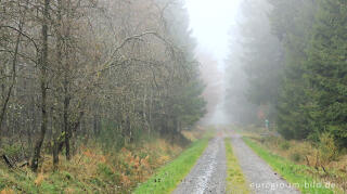 November im Lonlou-Venn (Fagne de Lonlou)