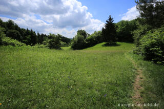 NSG Seidenbachtal und Froschberg im Juni