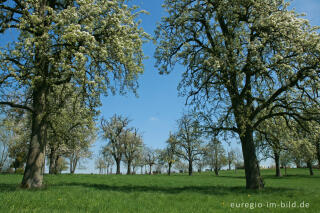 Obstbaumblüte bei Vijlen