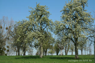 Obstbaumblüte bei Vijlen